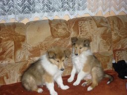 edinka a elinka